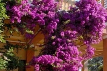 בית מלון כפרי Villarancia