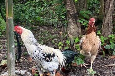 Kebun Lisdtari Farmstay