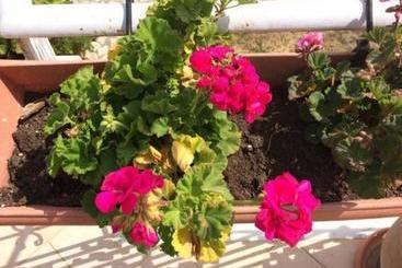 Жильё для туристов Sunny Studios