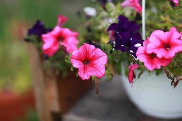 Historic Hotel Alte Goste