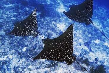 פנסיון Morus Bliss   Divers  Preferred