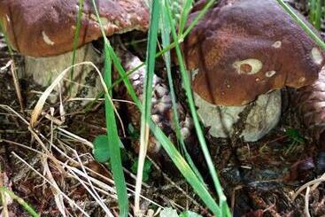 בית מלון כפרי Cova