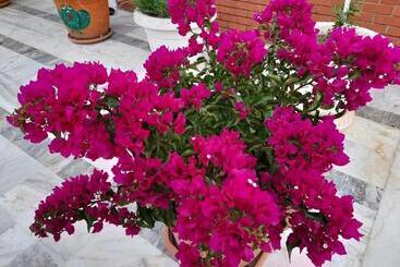 酒店 Akdeniz Pansiyon