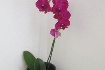 هتل Guest House Veronika