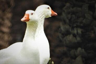 ベッドアンドブレックファースト Die Olyfhuis