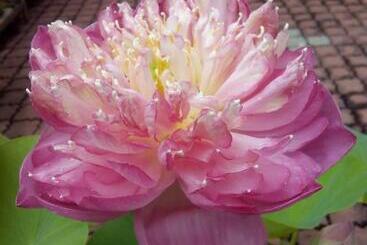 فندق Sri Garden Sdn. Bhd