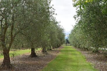 Bed and Breakfast Olivista