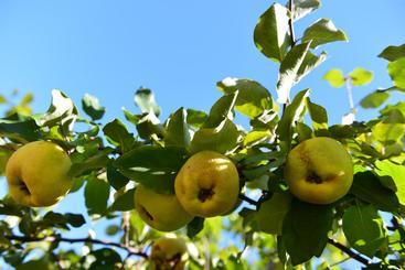 تختخواب و صبحانه Terra Mista Alojamento Local