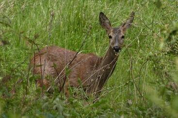 酒店 Rural El Caseron De Linarejos