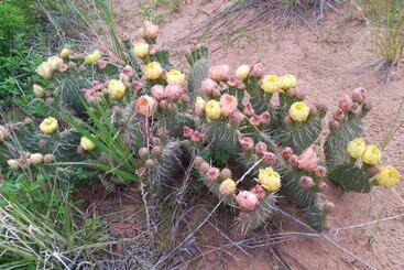 Мотель Bryce Canyon Villas