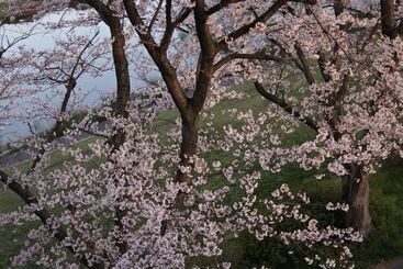 酒店 Dressy  Adults Only