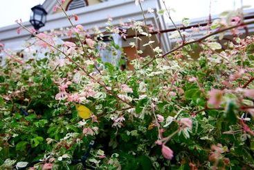 פנסיון Dee Guesthouse   White Sands