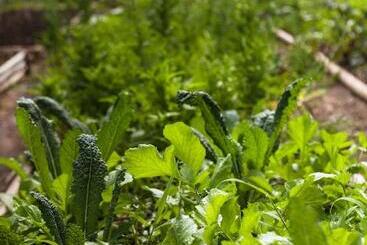 צימר Yolitia Wellness