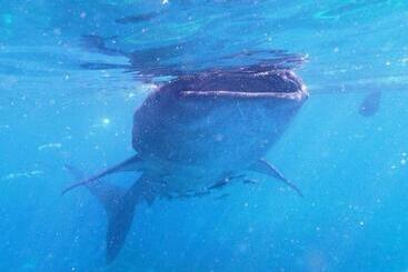 Курорт Luzmin Bh  Beachfront Cottages