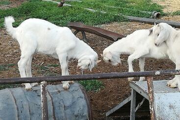 ホテル Morning Glory Cottages