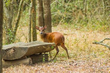 וילות Thornwood