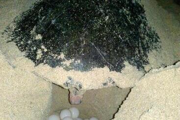 ベッドアンドブレックファースト Sunset Surfing Beach Resort