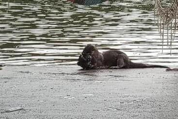 膳宿费 Princesa Del Rio