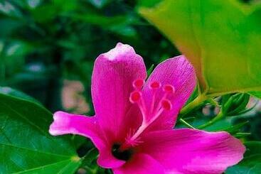 بنسيون Hide Nest