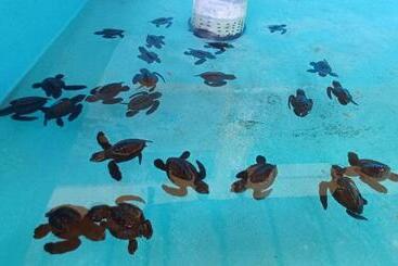 בית מלון כפרי The Beach Bungalows & Turtle Sanctuary