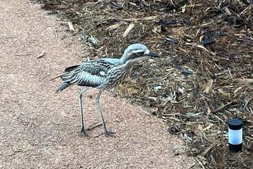 渡假胜地 Magnetic Glamping Tent 9