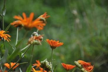 הוסטל Shangri La Emma Inn