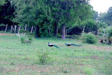 ホテル Lavish Eco Jungle