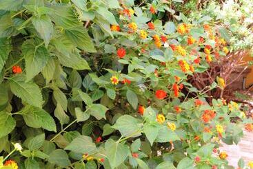 Bed & Breakfast Ospiti A Corte