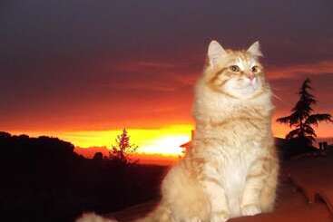 צימר Forum Cassii