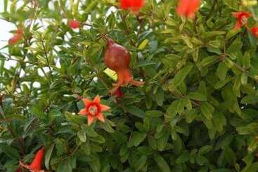 ベッドアンドブレックファースト Il Giardino Delle Sete