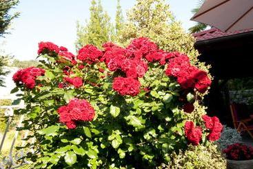 Bed & Breakfast Villa Klara