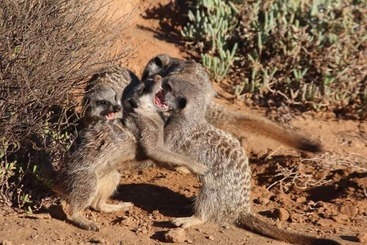 تختخواب و صبحانه De Akker Guest House Oudtshoorn