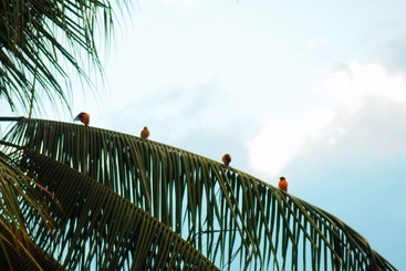 בית מלון כפרי El Jardin