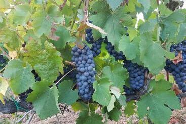 酒店 Mas Del Sord 1335