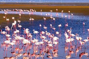 Aamiaismajoitus (B&B) Sunflower Self Catering