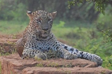 호텔 The Rain Tree