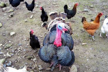 Bed and Breakfast Valley Lodge