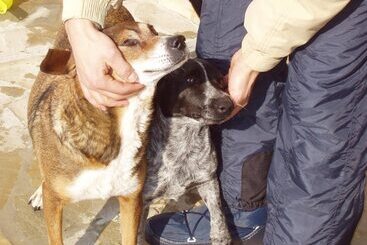 ホテル Azienda Agrituristica Le Bucoliche