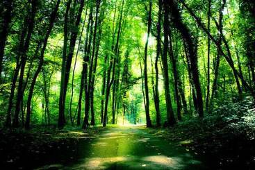 Отель Château Des Forgets