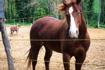 בית מלון כפרי Borgo Villa Certano   Case Vacanza In Toscana