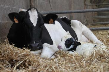 Пансион Chambres D Hôtes  Moulin Du Couedic
