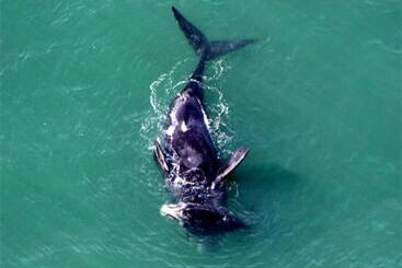 ホテル Silvestre Praia