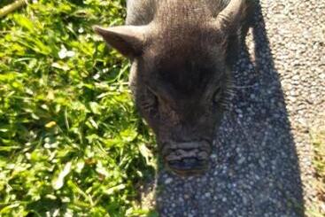 アパートホテル Alpin Apart