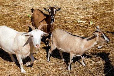 ホテル Agriturismo 4 Ricci