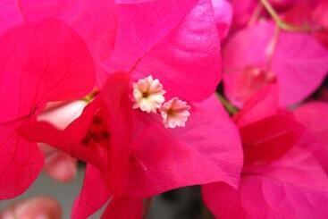 Пансион Hostal Los Rosales