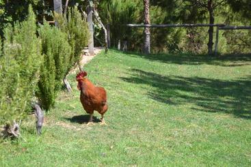 پانسیون Casa De Campo Vale Do Asno