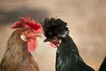 ホテル Corte All'olmo