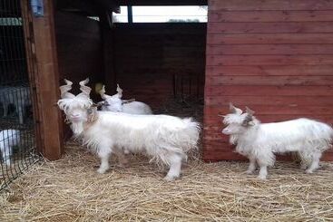 בית מלון כפרי Agriturismo Specchiarussa