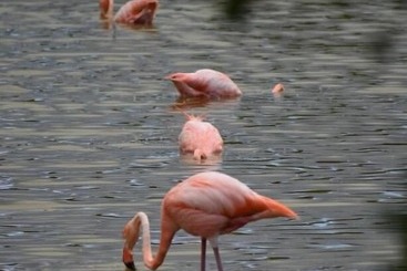 پانسیون Hostal Muro De Las Lagrimas With High Speed Internet Starlink