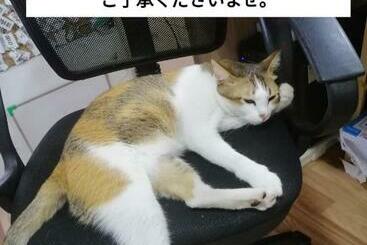 پانسیون Usagiyah Hotel & Guest House